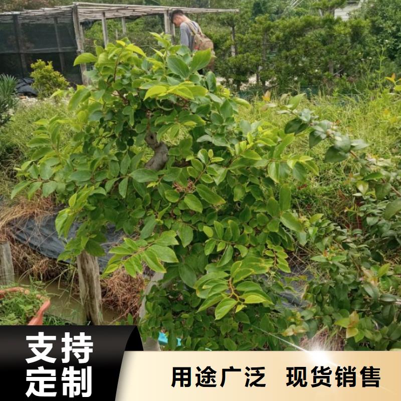 淤泥原位固化泥土固化剂厂家