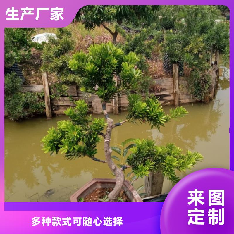 平整土地固化土壤稳定剂|服务至上