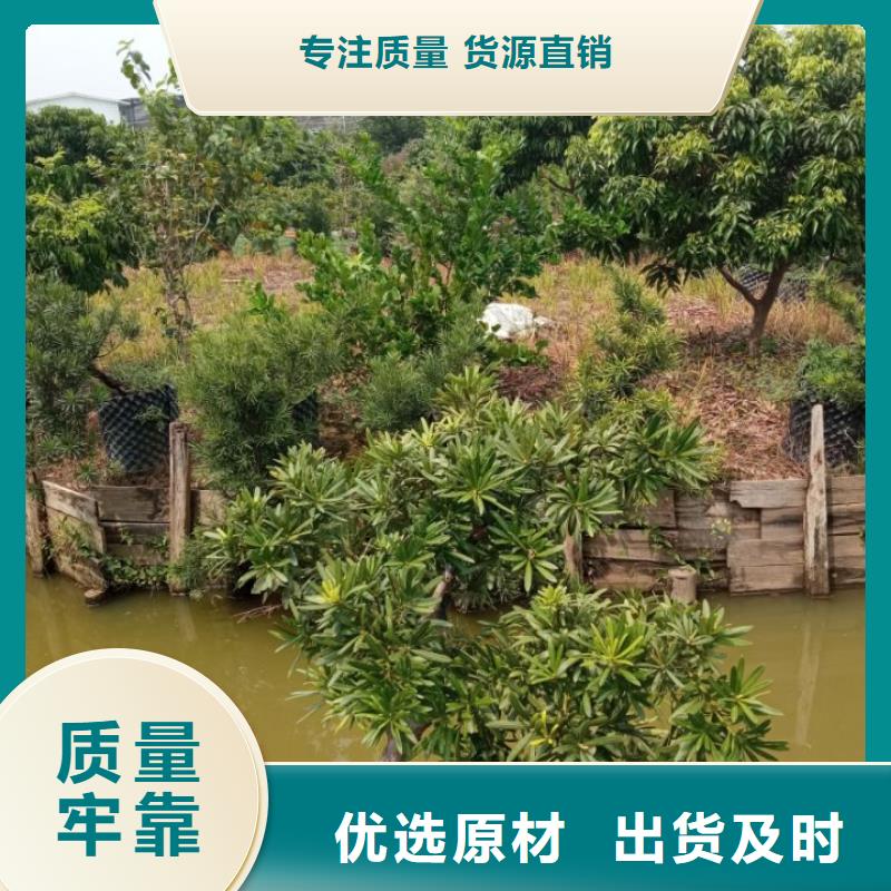 土壤污染修复淤泥固化黑臭水体治理加工