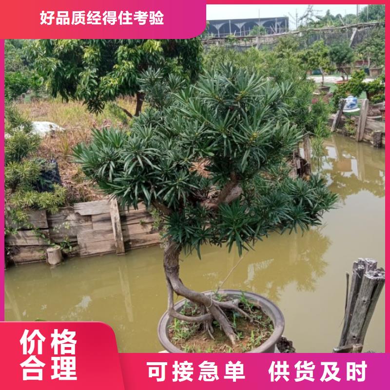 淤泥原位固化粉体固化剂价格