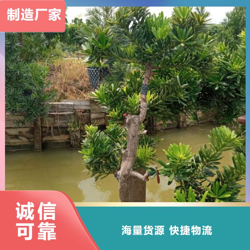油污泥土壤修复底泥净化剂