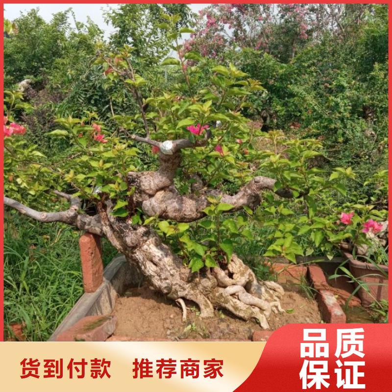 园林绿化种植土壤标准陕西安园林绿化种植土壤标准诚信