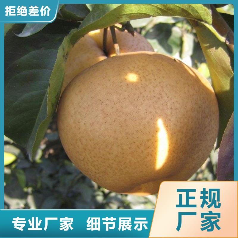 秋月梨苗定制,秋月梨苗采购