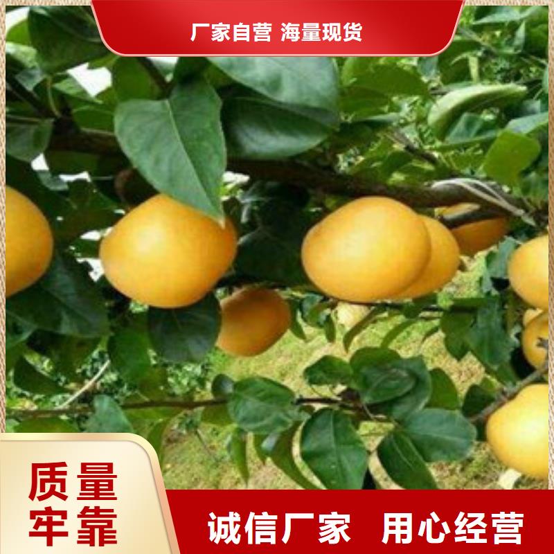 秋月梨苗生产商