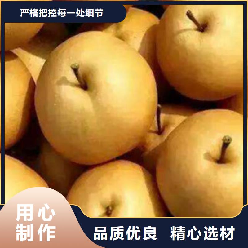 ：秋月梨苗生产厂家