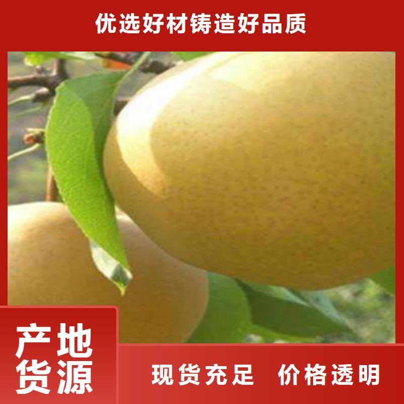 秋月梨苗919现货上市