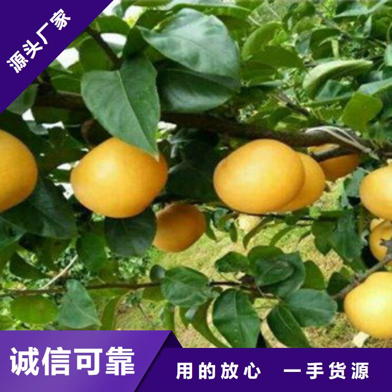 秋月梨苗全国送货上门