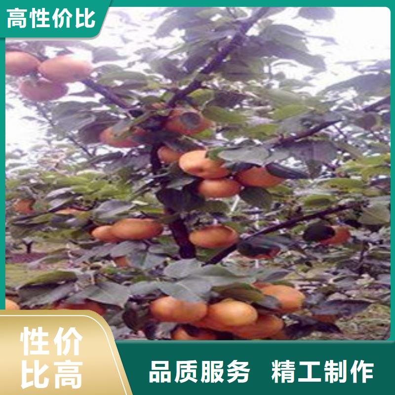 秋月梨苗报价-厂家