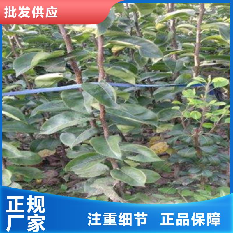 秋月梨苗业内好评