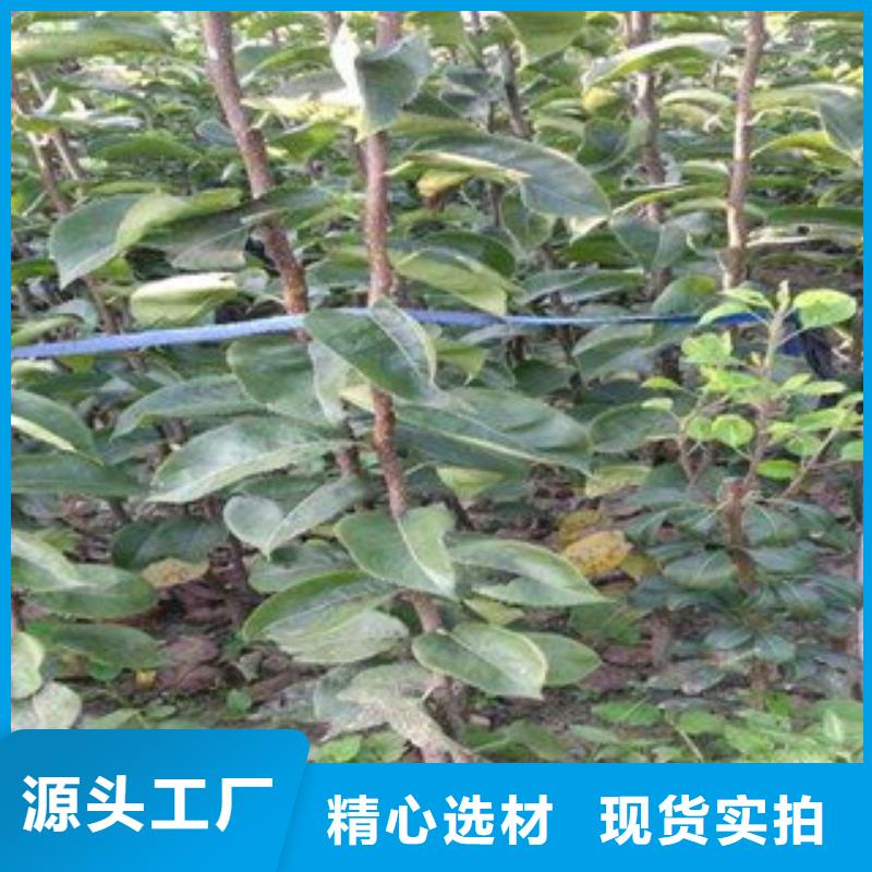 秋月梨苗合作厂家