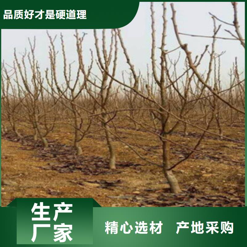 有现货的秋月梨苗品牌厂家