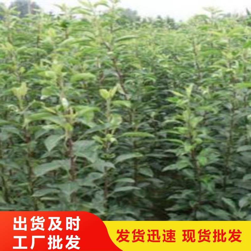 有现货的秋月梨苗供货商