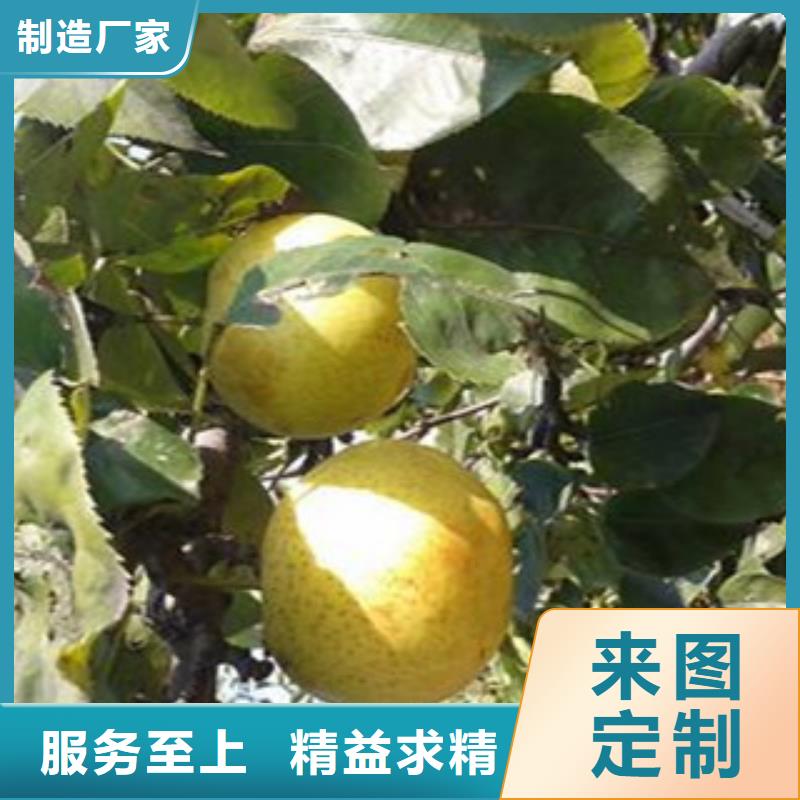 供应批发秋月梨苗厂家