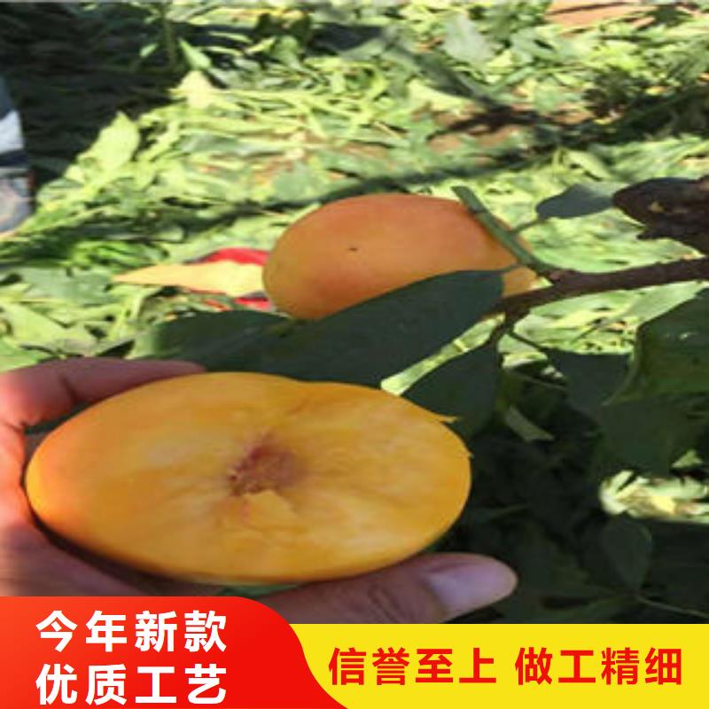 采购珍珠枣油桃苗_认准鸿鑫苗木繁育场_值得信赖
