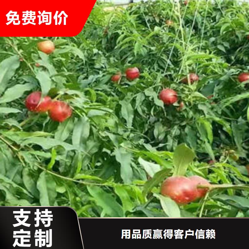 珍珠枣油桃苗优质之选