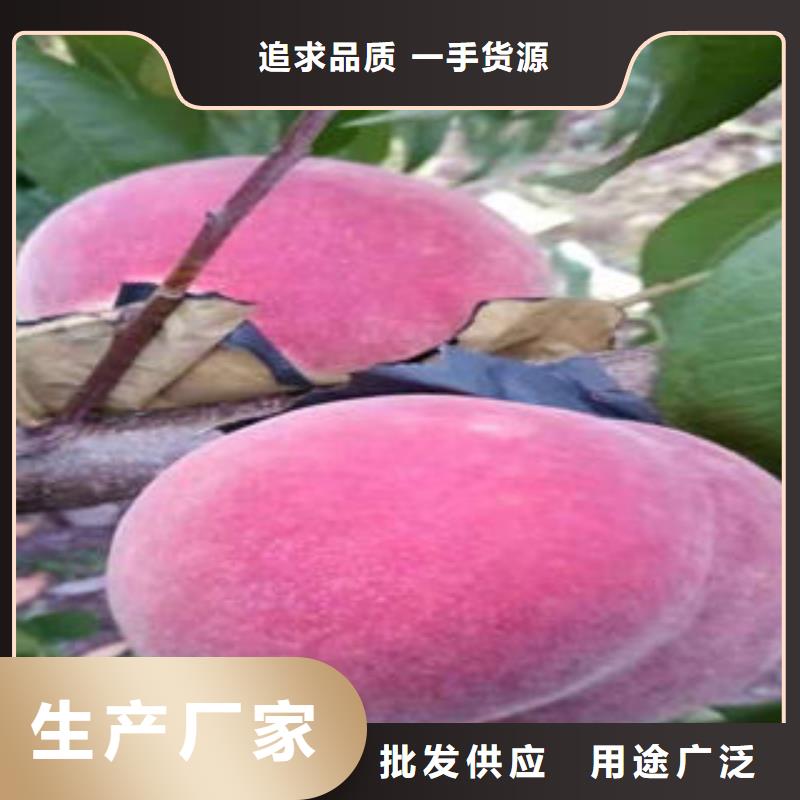 珍珠枣油桃苗、珍珠枣油桃苗价格