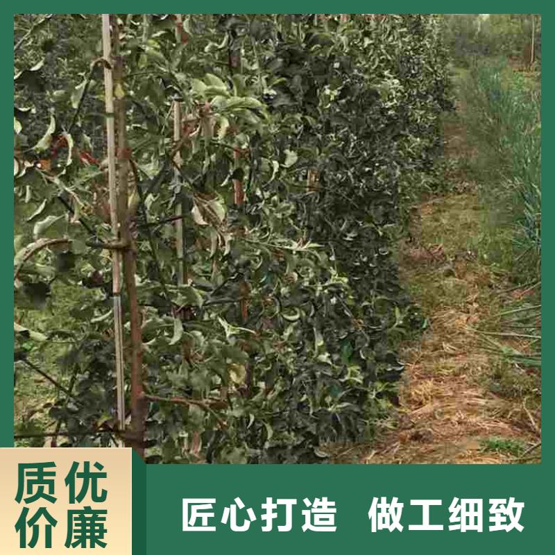 苹果采购认准大厂