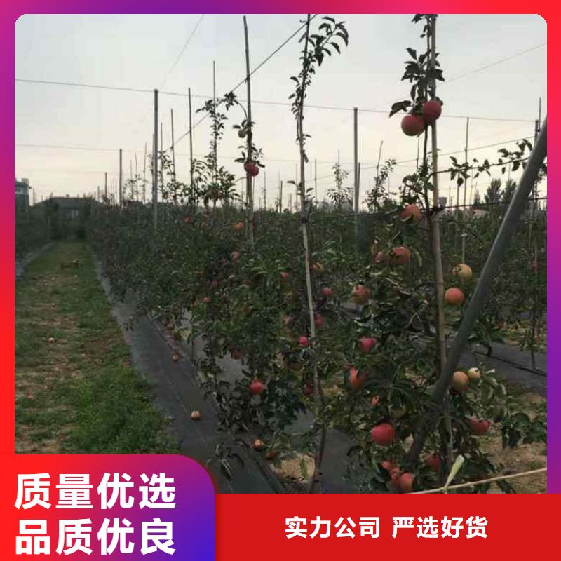 苹果品质上乘