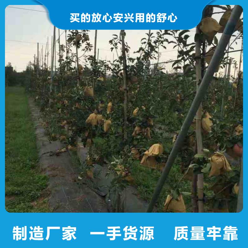 质量优的苹果生产厂家