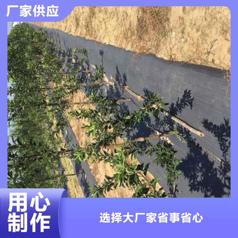 质量优的苹果生产厂家