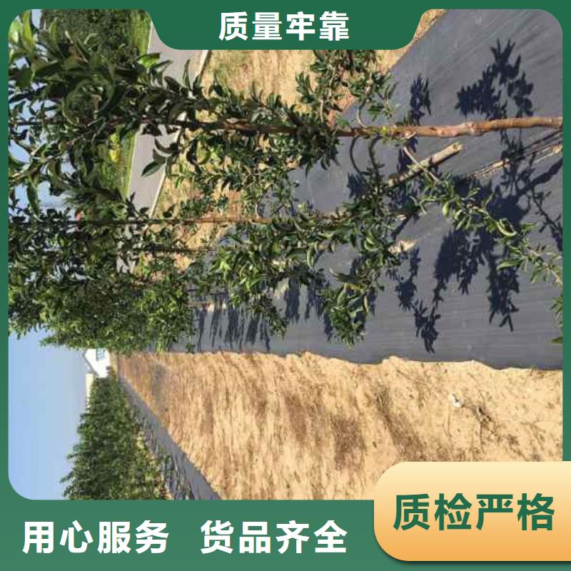 做苹果的厂家