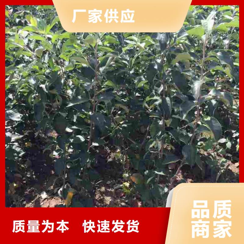 规格齐全的苹果生产厂家