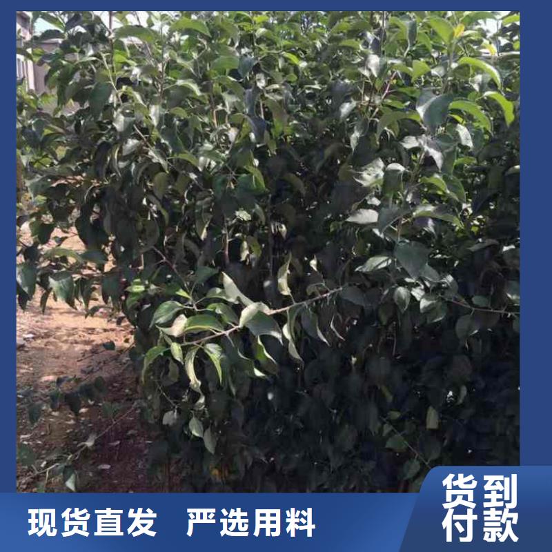 苹果供应商本地公司