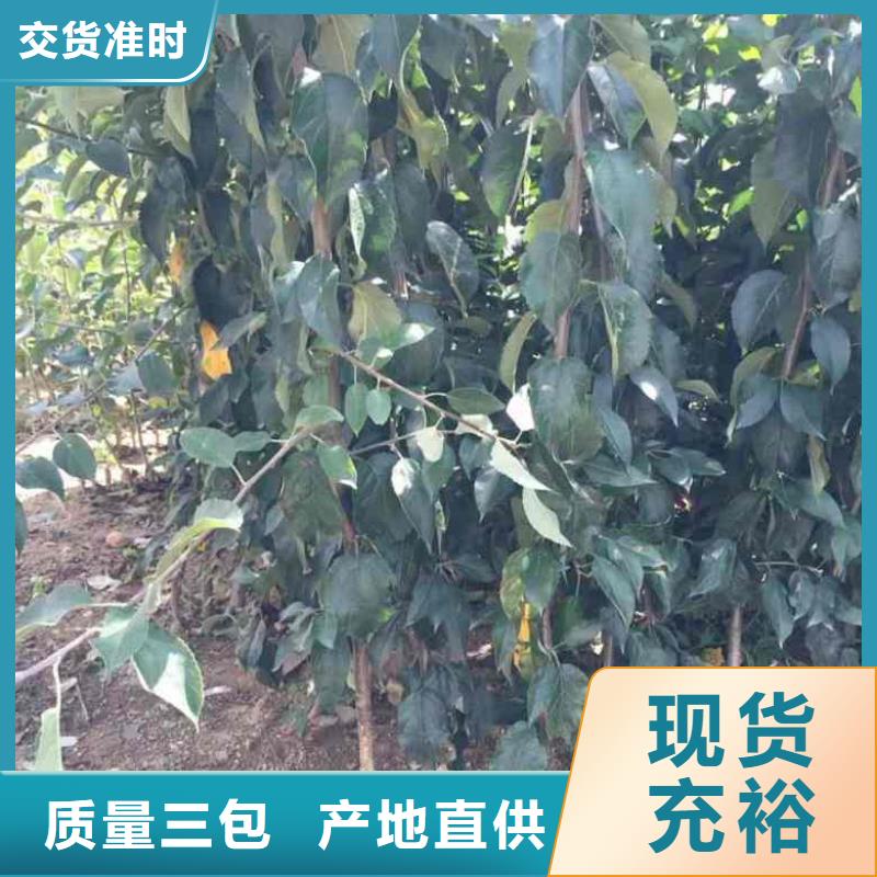 【图】苹果厂家批发