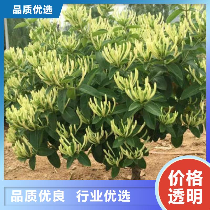 金银花价格、金银花厂家同城公司