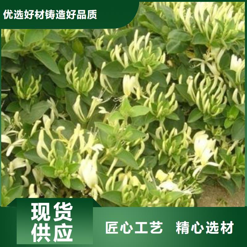 价格合理的金银花厂家定制零售批发