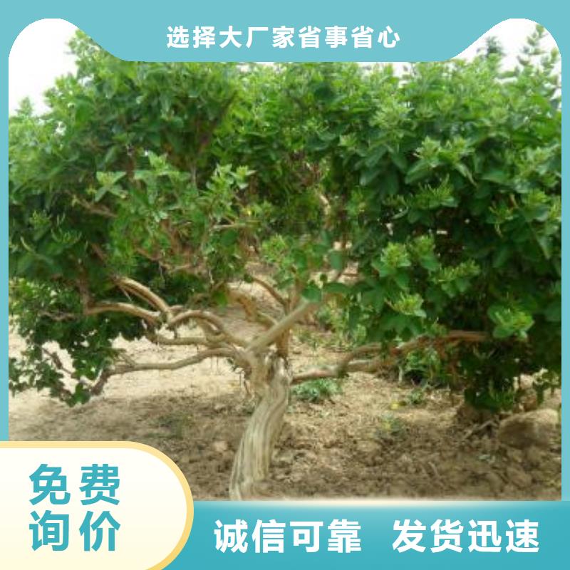 金银花老牌厂家<当地>经销商