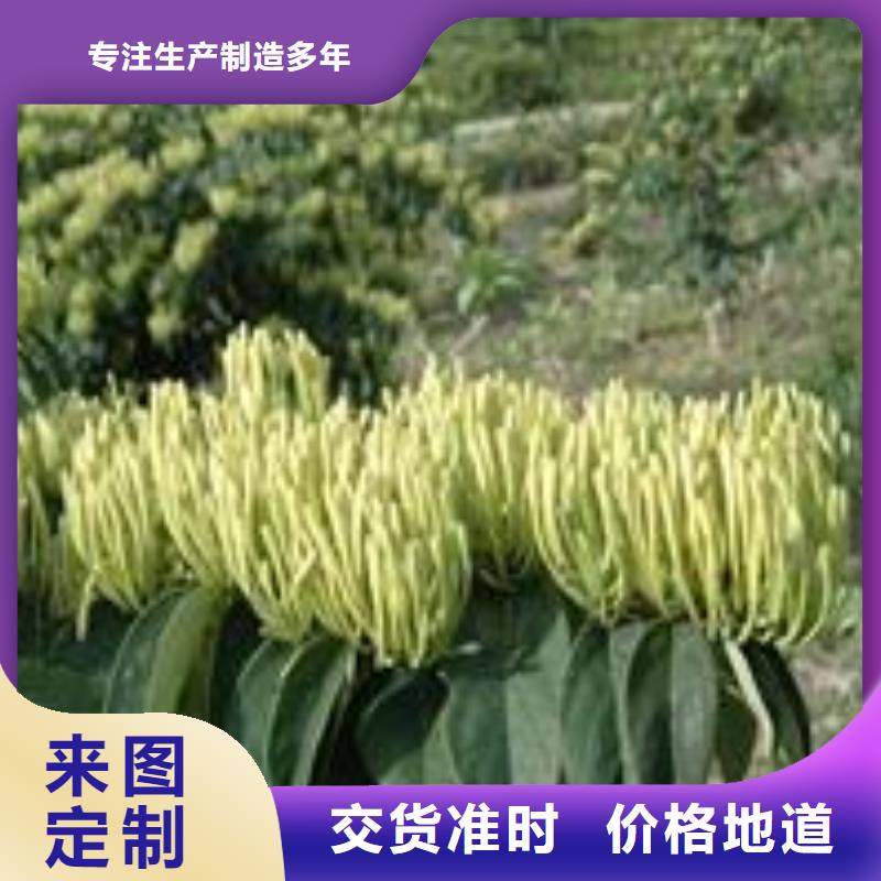 金银花生产基地厂家