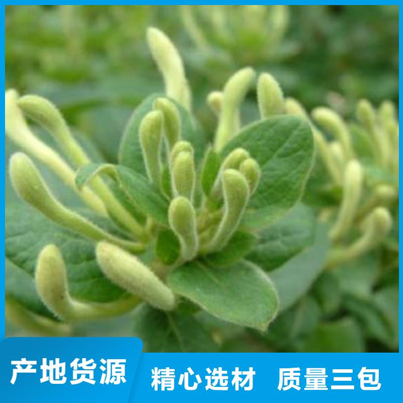 金银花质量有保证多行业适用
