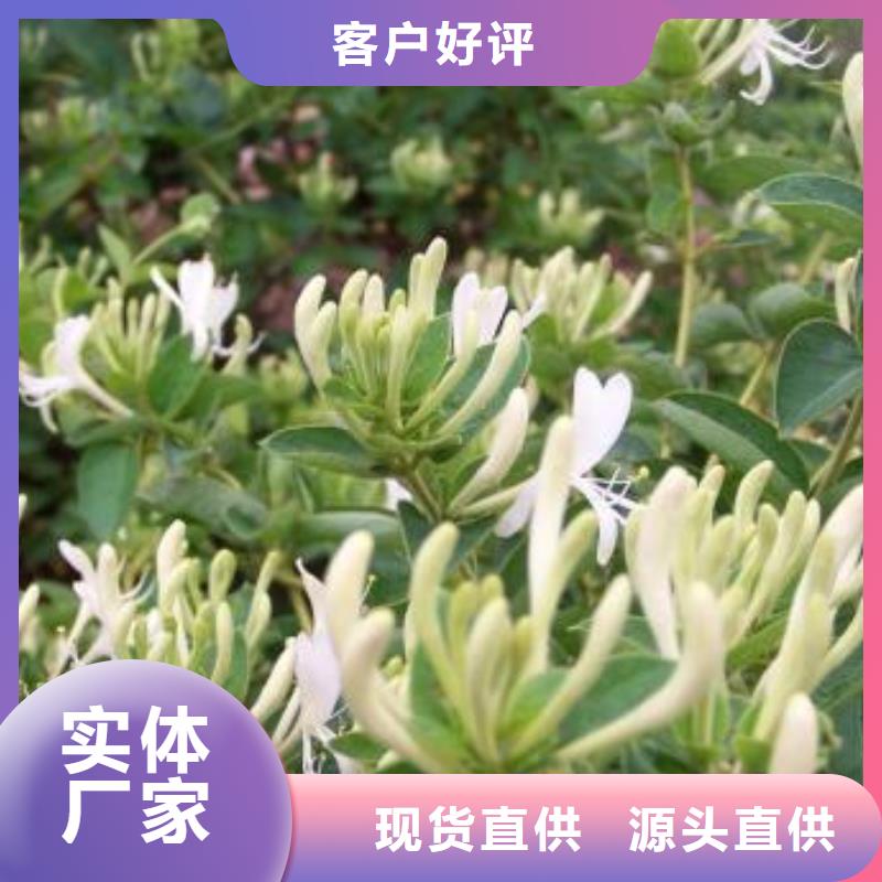 临潭金银花免费询价