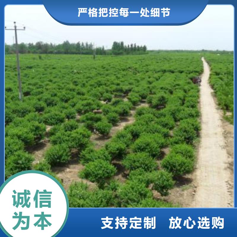 金银花-点击洽谈同城生产商