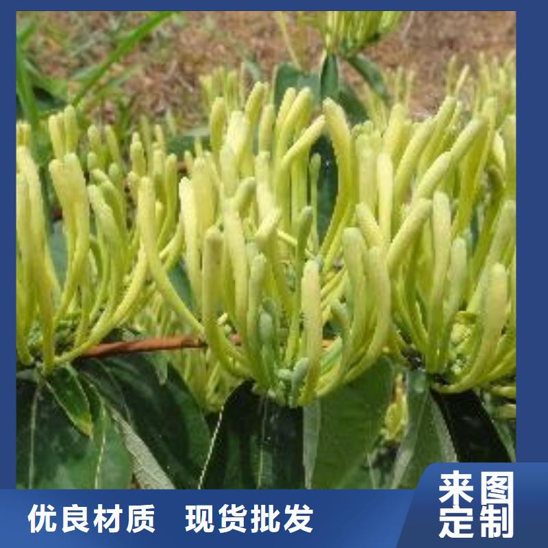 金银花-您身边的金银花厂家生产安装