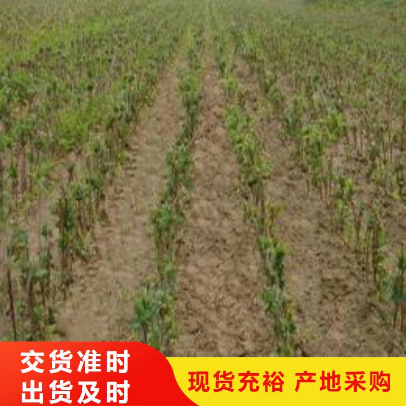 宁德金银花公司