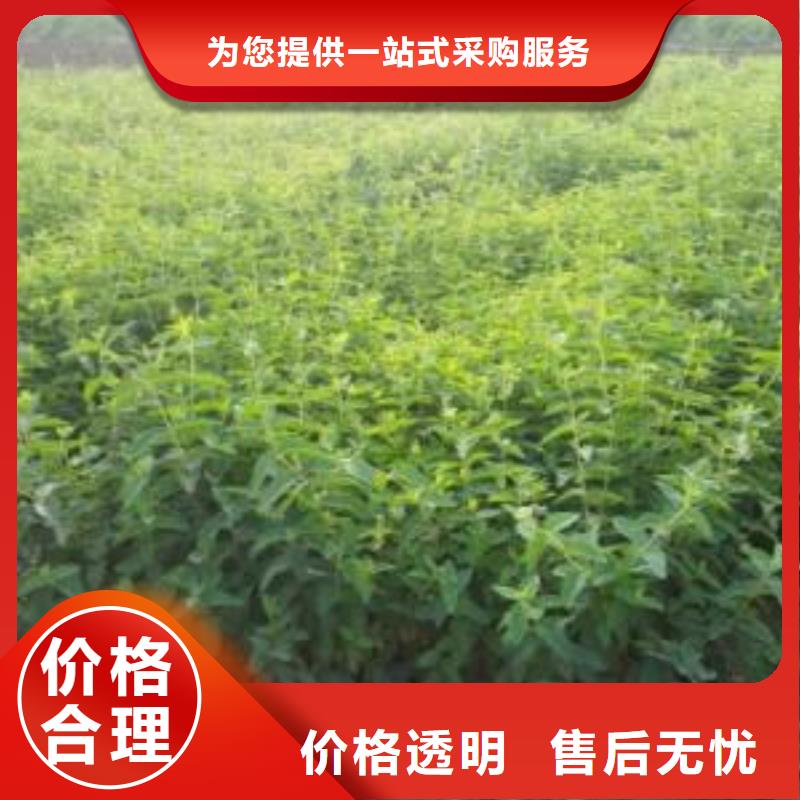 金银花-鸿鑫苗木繁育场本地生产商