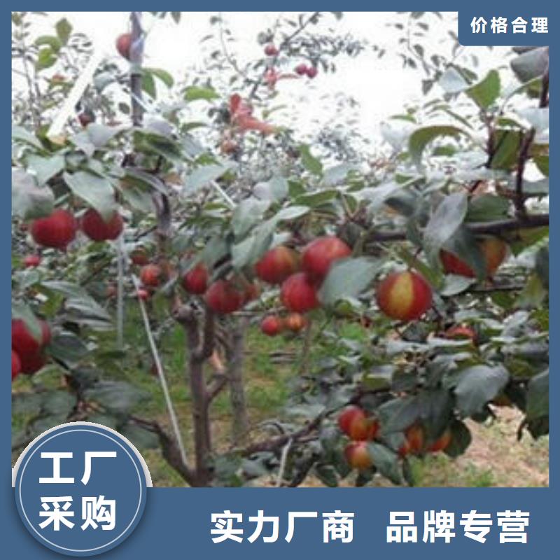 梨树苗-好产品用质量说话