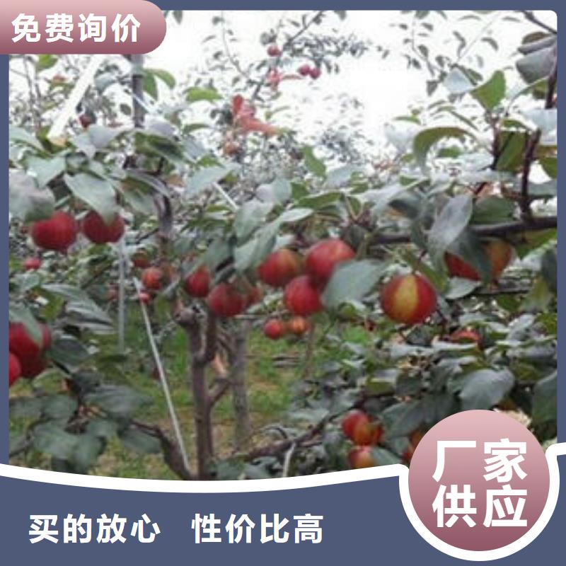 梨树苗优质货源