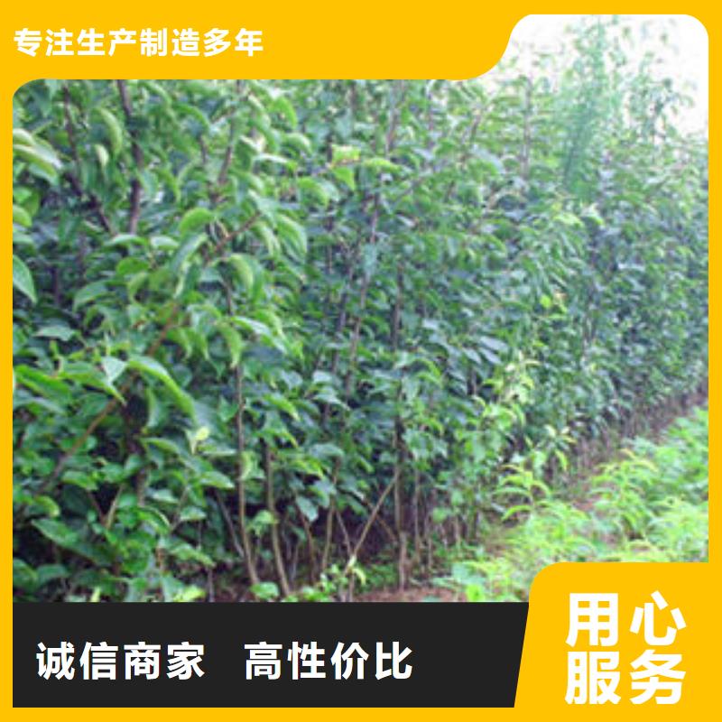 【梨树苗】_价格_厂家