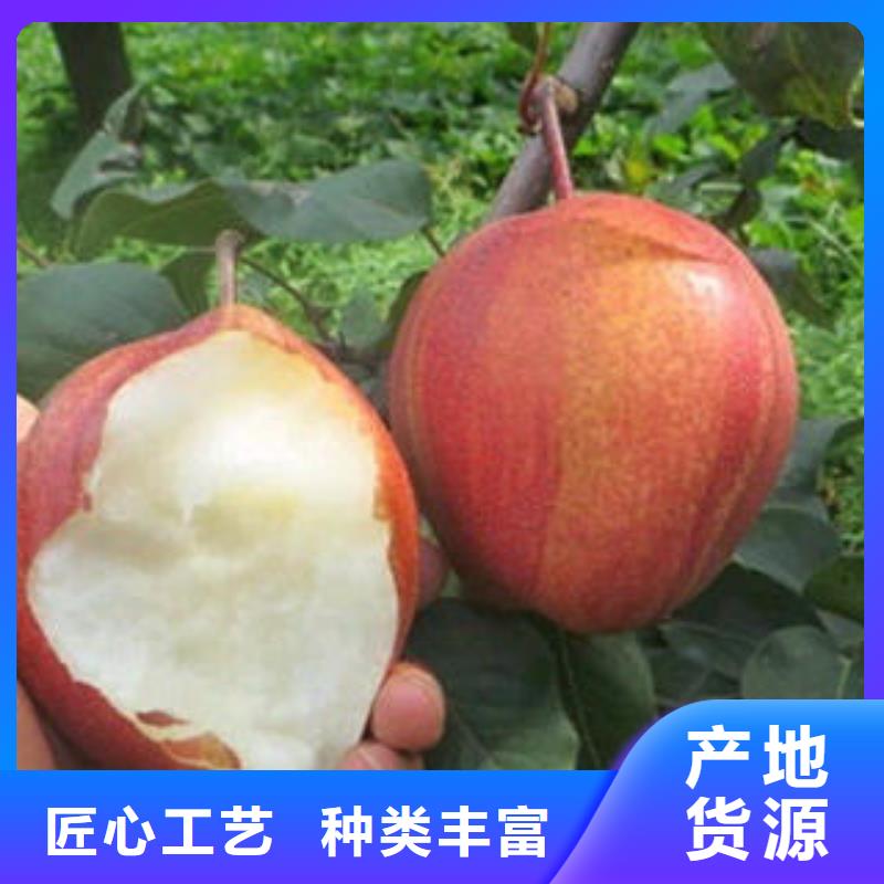 梨树苗深受客户信赖