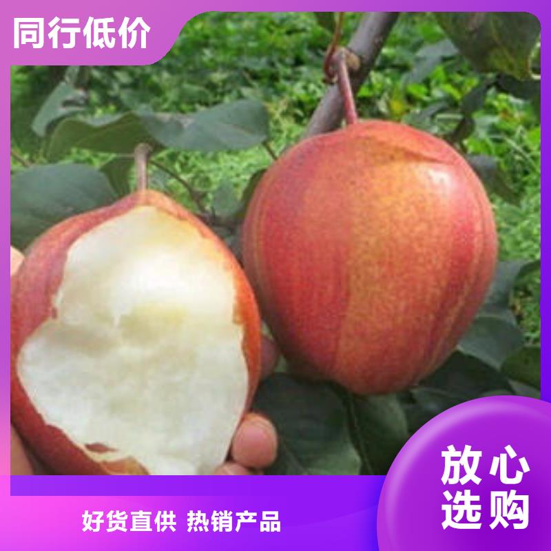 专业销售梨树苗-保质