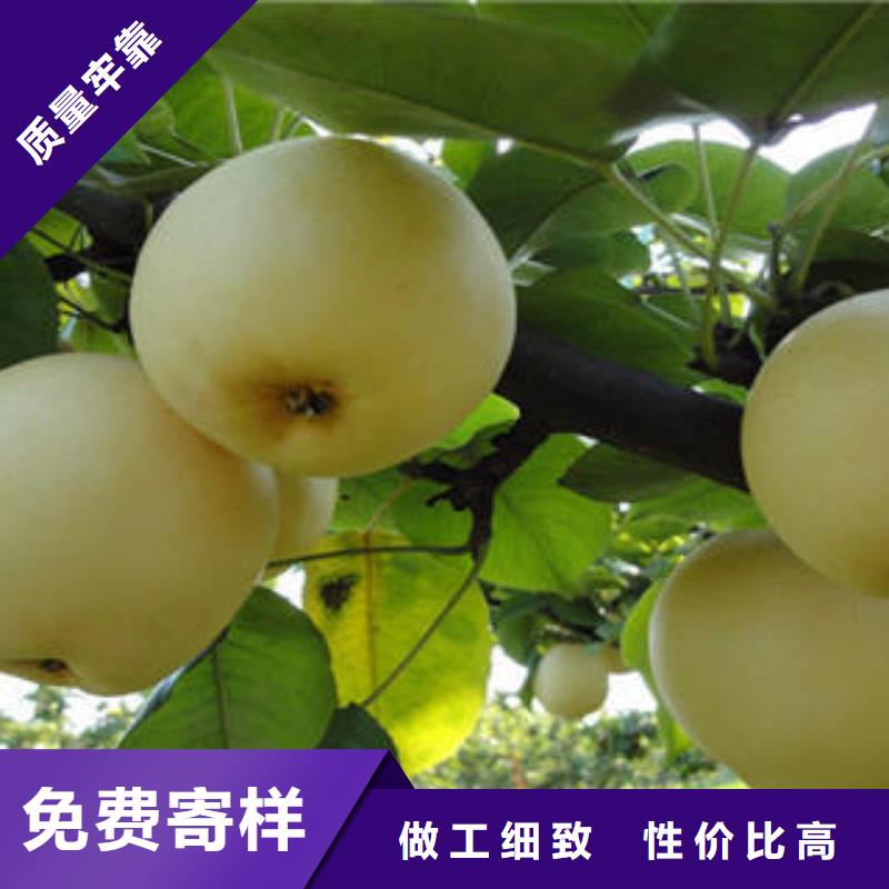 梨树苗-梨树苗免费寄样