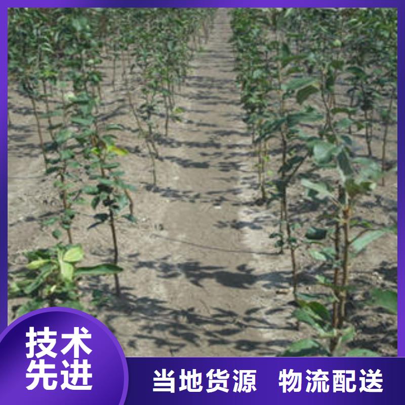 梨树苗用途分析