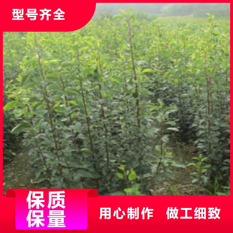 卖梨树苗的公司