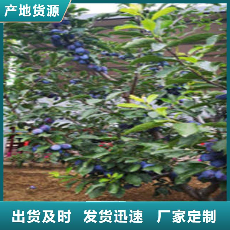 李子苗全年低价
