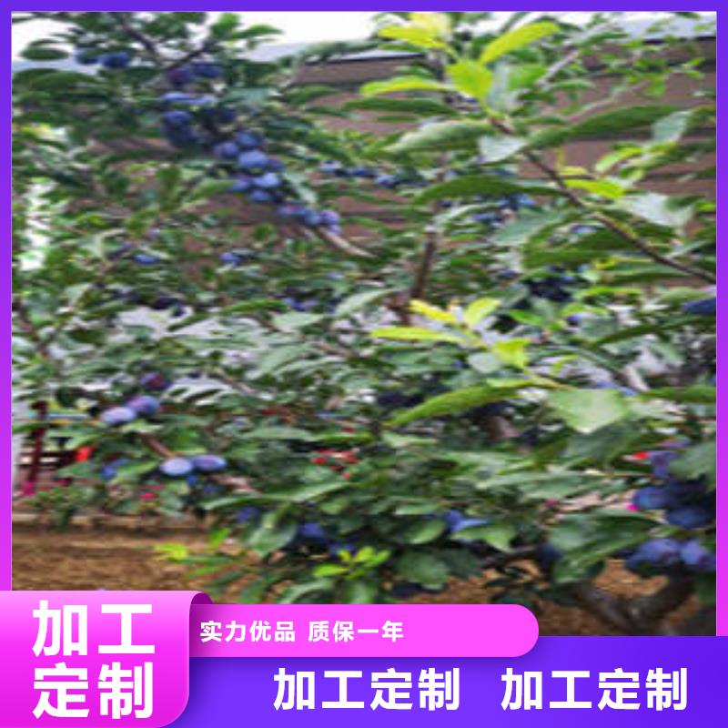 李子苗公司有现货