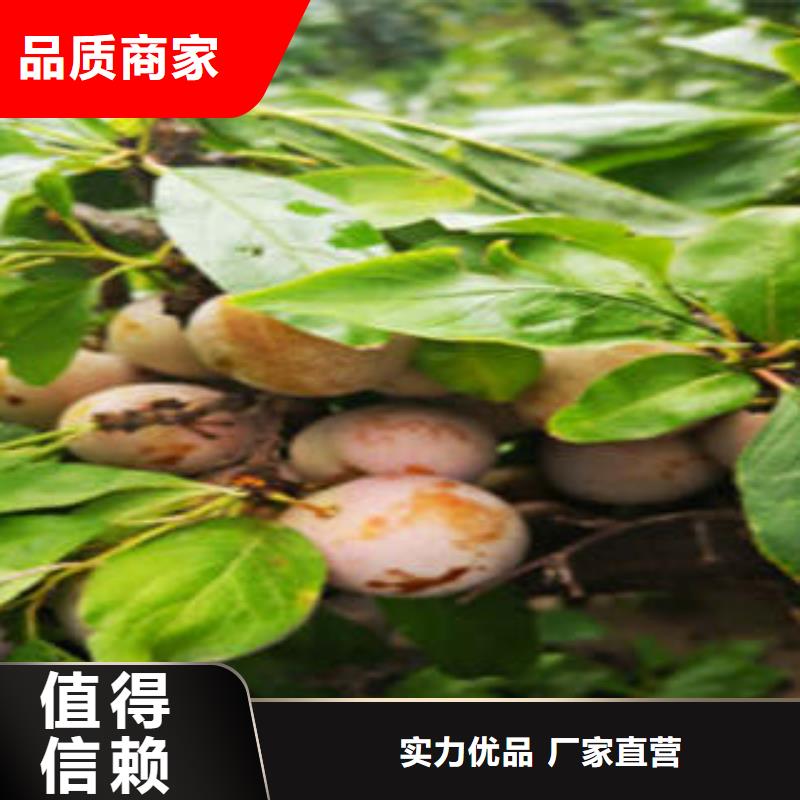 李子苗厂家、定制李子苗