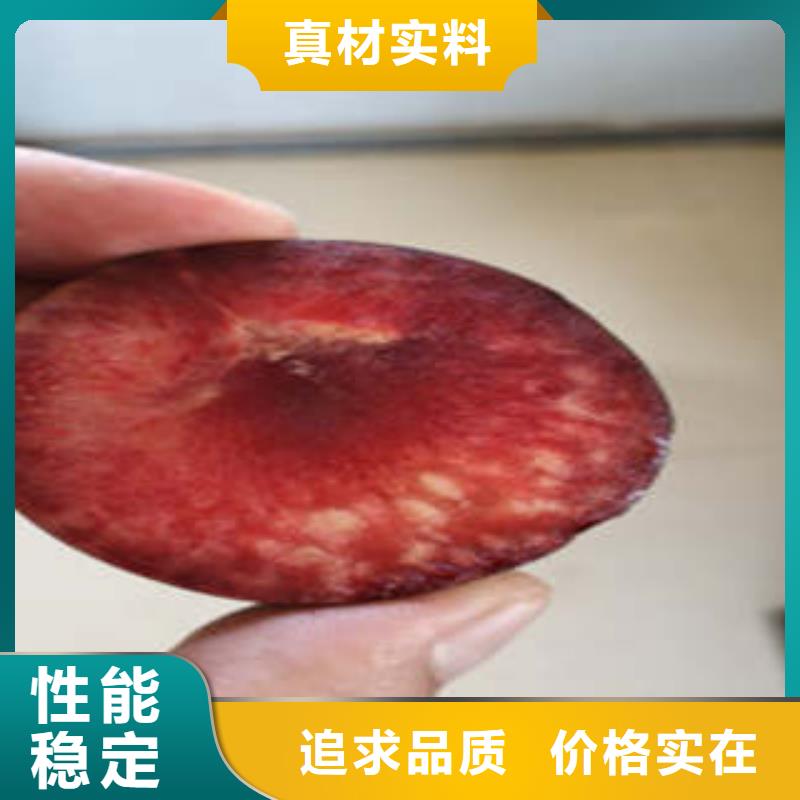 李子苗原厂